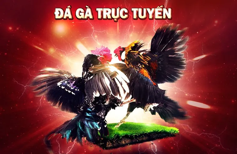 Hướng Dẫn Cách Chơi Đá Gà GA28 Tại 79King Chi Tiết Nhất